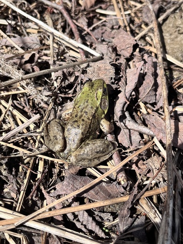 Green Frog observed by rowen_murray