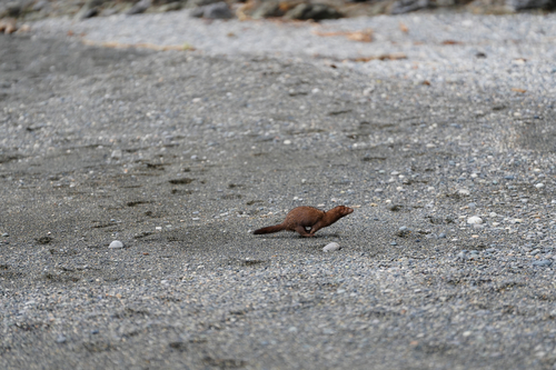 American Mink observed by chichacha