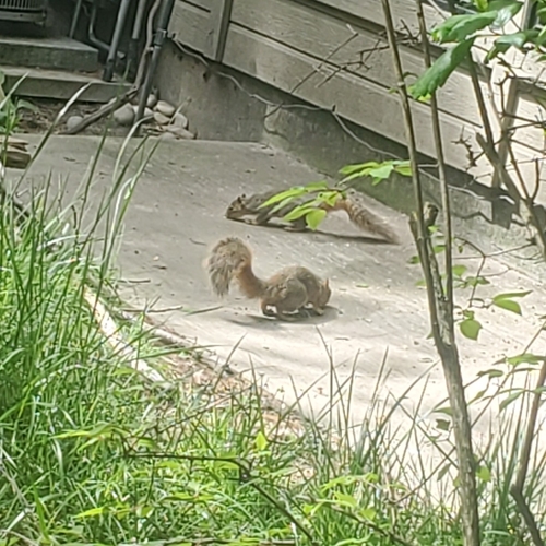 Eastern Fox Squirrel observed by spinotaurus