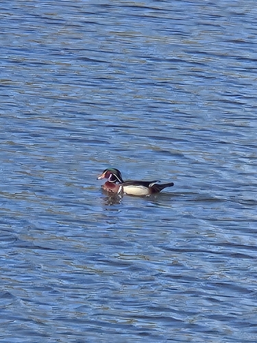 Wood Duck observed by goroska