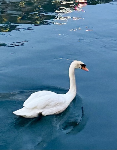 Mute Swan observed by sabolcik