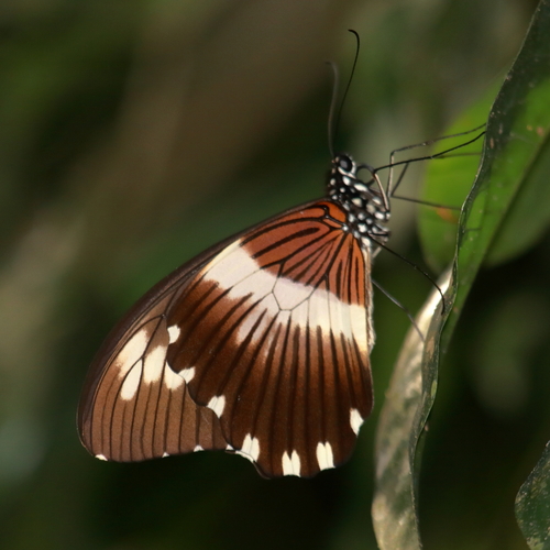 Common White-banded Swallowtail