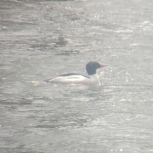 Common Merganser observed by spinotaurus