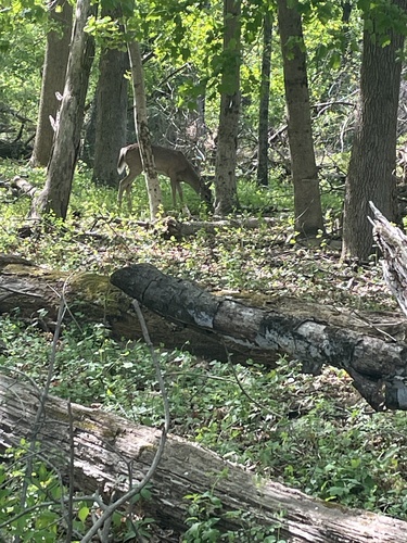 White-tailed Deer observed by raymie1