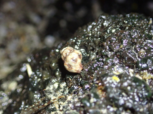 Peristernia chlorostoma