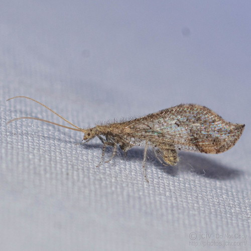 Lomamyia squamosa Carpenter, 1940