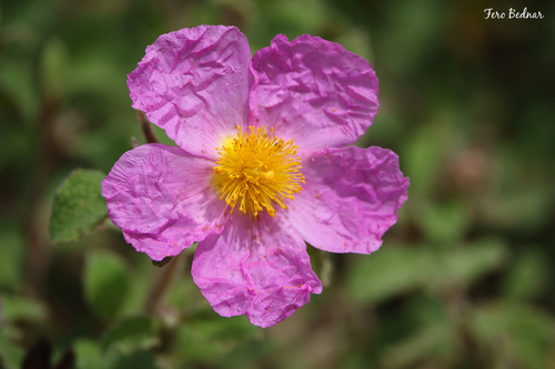Cistus creticus