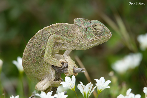 Chamaeleo chamaeleon