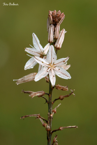 Asphodelus ramosus