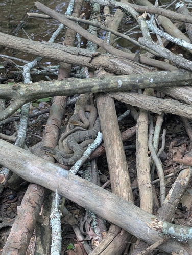 Common Watersnake observed by piperrain21