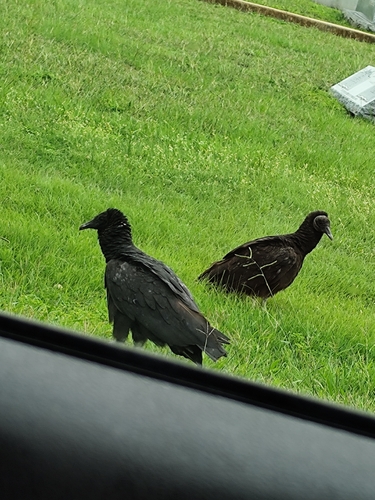 Black Vulture observed by slime69