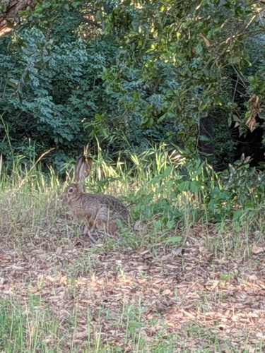Black-tailed Jackrabbit observed by mizchalmers