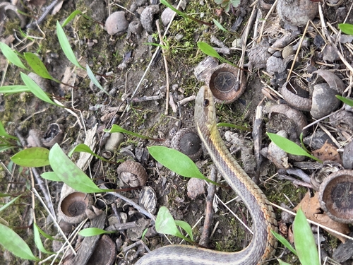 Common Garter Snake observed by tanyamab