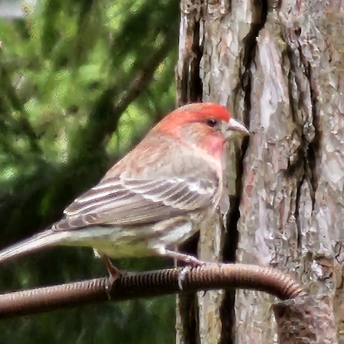 House Finch observed by lori488
