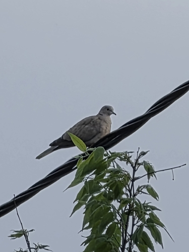 Eurasian Collared-Dove observed by leo54977