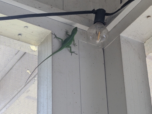 Green Anole observed by margo_mcfroggster