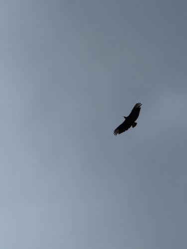 Black Vulture observed by nick660