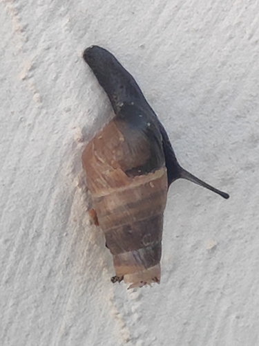 Rumina decollata
