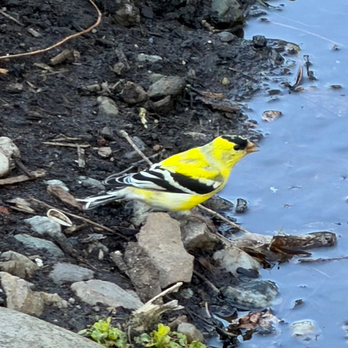 American Goldfinch observed by daniel_petit