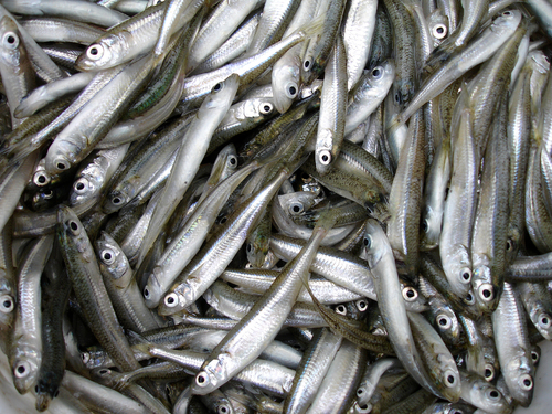 Big-scale Sand Smelt