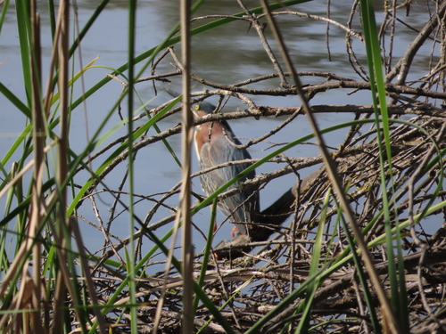 Green Heron observed by mombliss