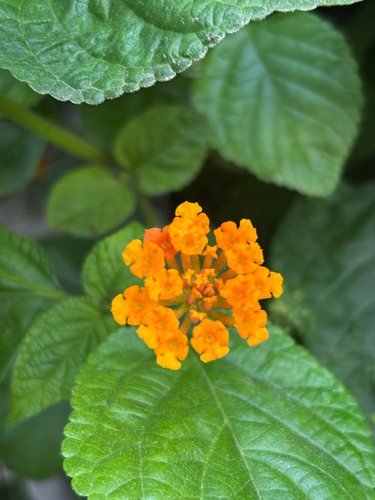 common lantana