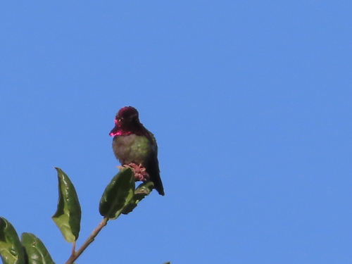 Anna's Hummingbird observed by mombliss