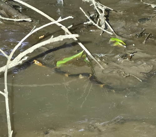 Broad-banded Watersnake observed by dannysanders