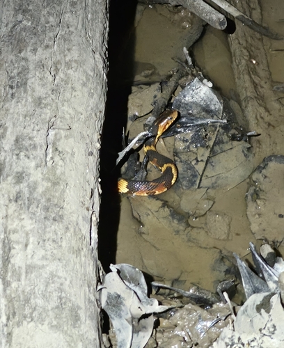Broad-banded Watersnake observed by dannysanders