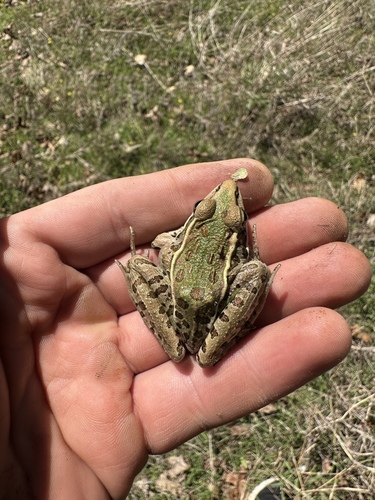 Southern Leopard Frog observed by shawn_hinderliter
