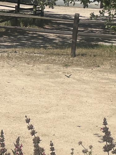 iNaturalist observation photo of Anna's Hummingbird