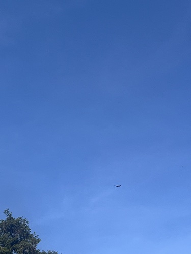 iNaturalist observation photo of Turkey Vulture
