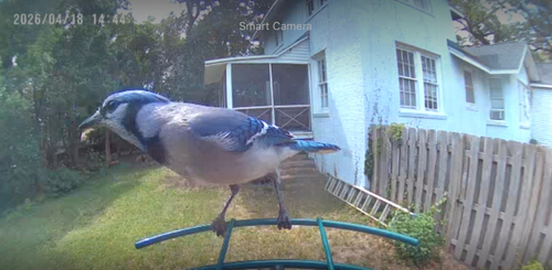 Blue Jay observed by beckett55082