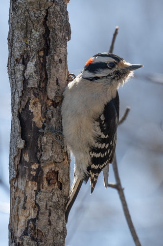 Downy Woodpecker observed by jackson_chu