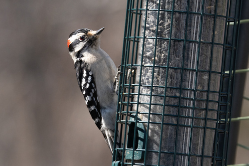 Downy Woodpecker observed by jackson_chu