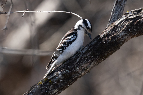 Downy Woodpecker observed by jackson_chu
