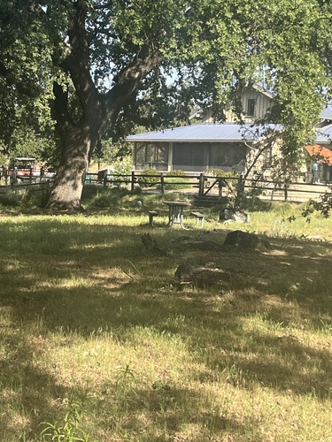 iNaturalist observation photo of Wild Turkey