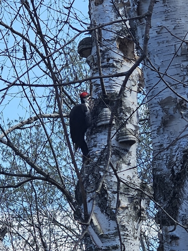 Pileated Woodpecker observed by kyle598