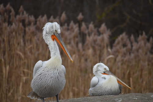 Dalmatian Pelican