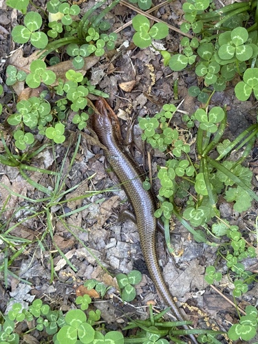 Broad-headed Skink observed by rlephoto