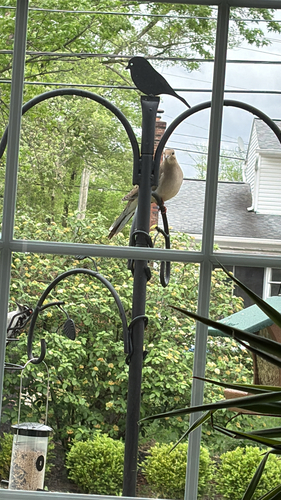Mourning Dove observed by jamie90329