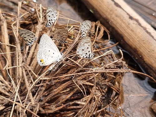 Tailed Smoky Blue