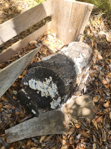 iNaturalist observation photo of splitgill mushroom
