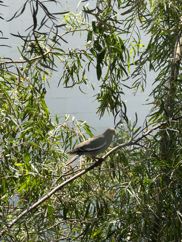 White-winged Dove observed by aeswanto