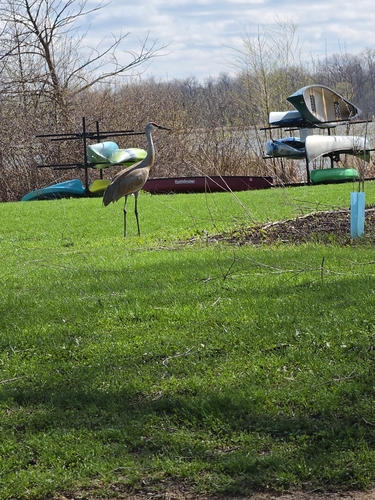 Sandhill Crane observed by pixie2525