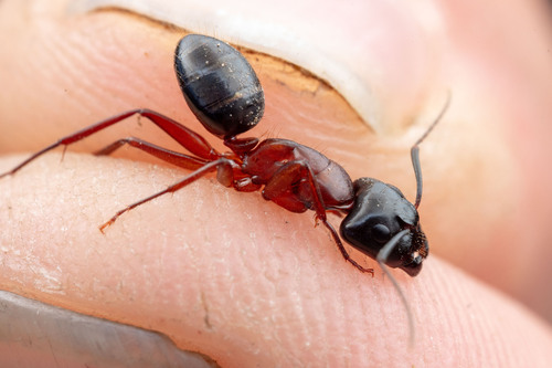 Camponotus maritimusCamponotus maritimus