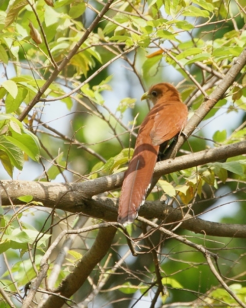 Squirrel Cuckoo from Alajuela--Hotel Buena Vista on March 15, 2007 by ...