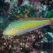 Painted Rainbow Wrasse - Photo (c) Ian Shaw, all rights reserved, uploaded by Ian Shaw