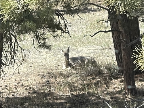Rocky Mountain Mule Deer observed by jj_photo