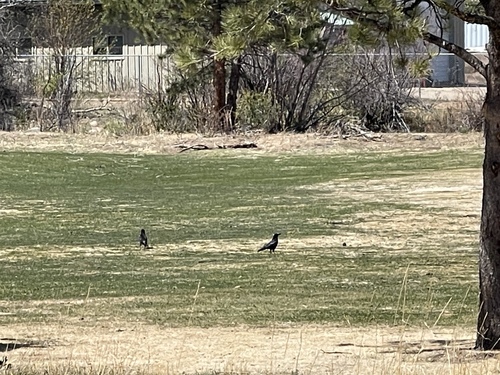 American Crow observed by jj_photo